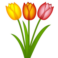 Bouquet of three colorful tulips isolated on white background, vector illustration design