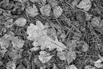 fall gray lying leaves and pine needles season background, autumn black and white nature texture of a ground, monochrome fallen leaf backdrop