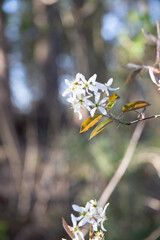 Blooming tree in the forest during spring