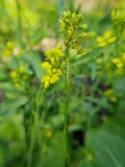 Beet armyworm injured on green mustard flower in VietNam.