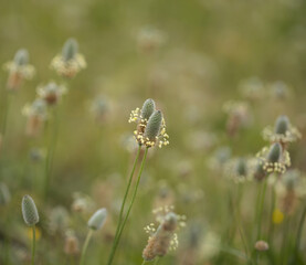 Flora of Gran Canaria -  Plantago lagopus, Hare's Foot Plantain, natural macro floral background