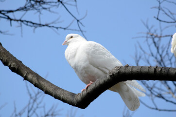 鳩