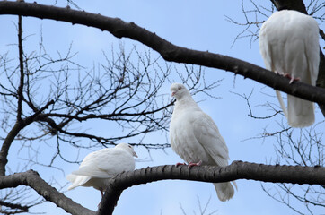 鳩