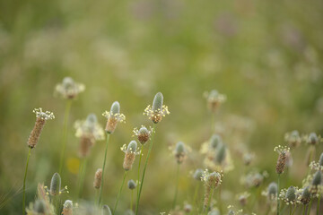 Flora of Gran Canaria -  Plantago lagopus, Hare's Foot Plantain, natural macro floral background