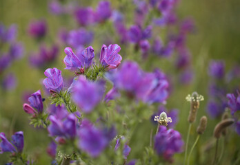 Flora of Gran Canaria - Echium plantagineum natural macro floral background
