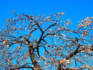 青空と枝垂れ梅