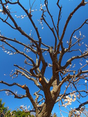 咲き始めた里山の白梅と青空