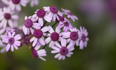 Flora of Gran Canaria - magenta flowers of Pericallis webbii, endemic to the island, natural macro floral background
