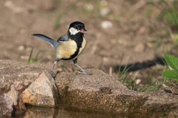Naklejka premium Thirsty juvenile great tit bird sitting at the edge of some water or bird bath singing with open beak