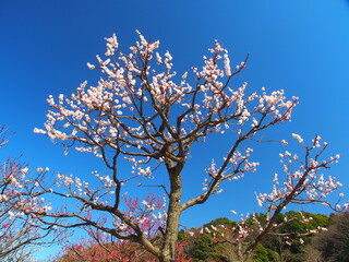 里山に咲く白梅と青空