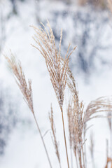 Fototapeta premium Grass in the snow