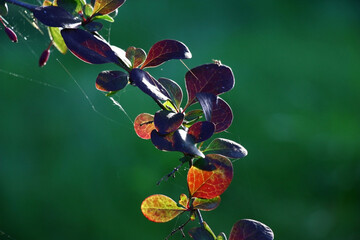 Part of a branch of a barberry with leaves in green and claret tones at evening solar lighting. In...
