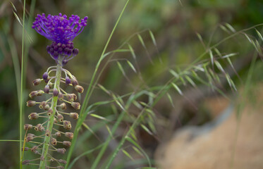 Flora of Gran Canaria -  Leopoldia comosa, tassel hyacinth natural macro floral background
