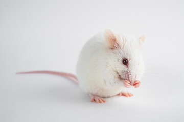 white laboratory rat isolated on grey background
