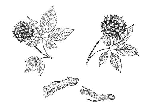 Hand drawn sketch black and white of eleutherococcus, leaf. Vector illustration. Elements in graphic style label, sticker, menu, package.