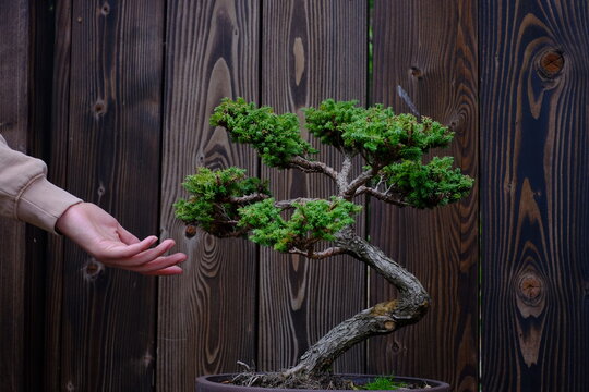 Cropped Hand Of Woman Reaching Towards Plant Against Wooden Wall