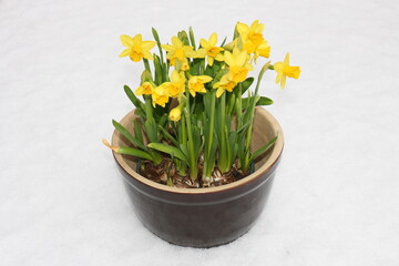 Osterglocken vor  weißem Hintergrund.