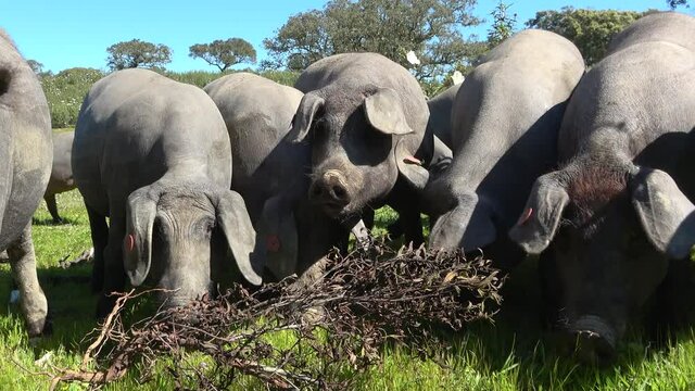 Iberian pigs grazing in the Huelva countryside. Pigs in the pasture