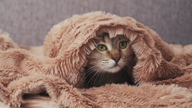 Cute curious ginger cat is hiding under soft blanket at home. 
