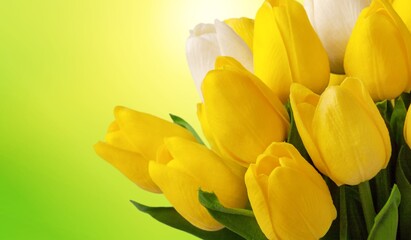 Obraz premium Tulip.