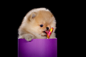 A small puppy sits in a box and eats a lollipop. Isolated on a black background.