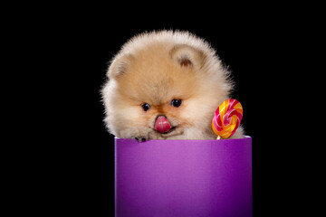 A small puppy sits in a box and eats a lollipop. Isolated on a black background.