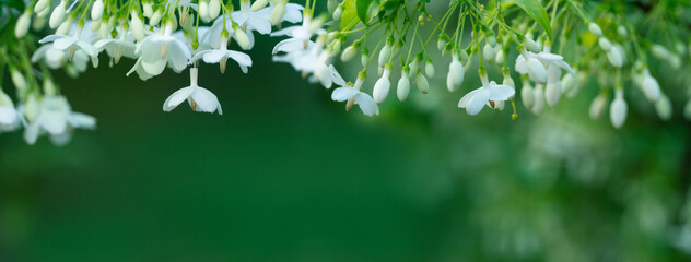 fresh white flower in green garden  nature banner background