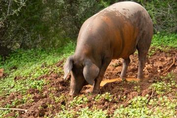 An iberian pig in Huelva. Cerdo ibérico de Jabugo en Huelva.