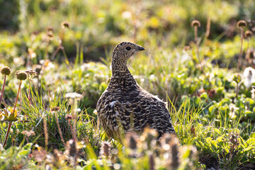 Grey partridge (Perdix perdix) also known as the English partridge