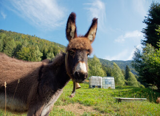 Portrait of a young donkey on a bright sunny summer day.