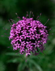 close up of a flower