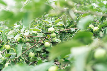 Apple tree with ripe fresh apples, green background