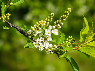 White inflorescence of bird cherry, Prunus padus, blooming in the spring, closeup with selective focus