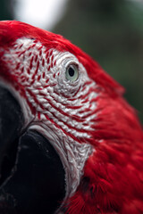 red and yellow macaw