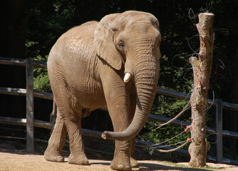 Fototapeta premium Elefant