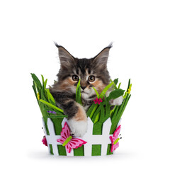 Adorable tortie Maine Coon cat kitten, hanging facing front in felt spring basket. Looking naughty...