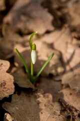 snowdrop flower in the leaves