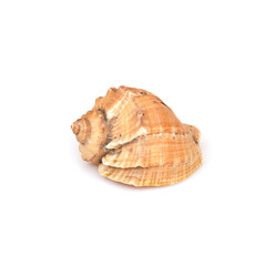 Natural sea shell isolated on a white background