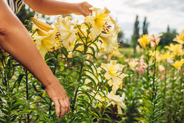 Senior woman gathering flowers in garden. Middle-aged gardener cutting yellow lilies off with pruner. Gardening concept © maryviolet