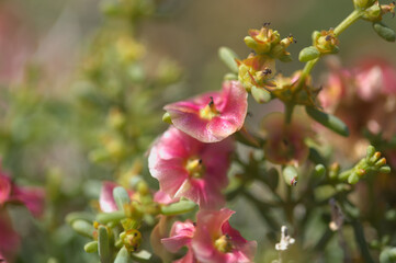 Naklejka na ściany i meble Flora of Gran Canaria - Salsola divaricata saltwort, salt tolerant plant endemic to the Canary Islands
