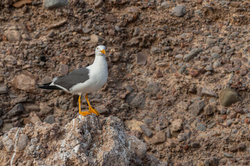 Adult Yellow-footed Gull (Larus livens) perched on a rocky shore in Baja California Sur, Mexico.