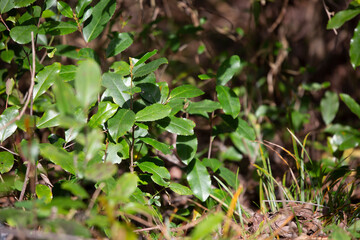 Green Leaves