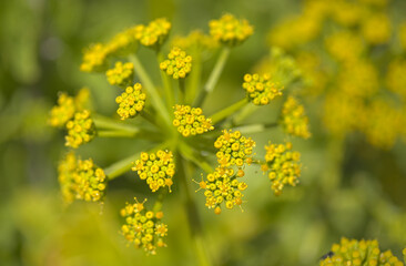 Flora of Gran Canaria - flowering Astydamia latifolia, Canary Sea Fennel, edible plant native to Canary Islands, natural macro floral background
