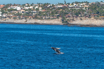 Humpback Whale (Megaptera novaeangliae) breaching off the coast of Baja California near Cabo San Lucas.