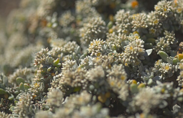 Flora of Gran Canaria - Polycarpaea nivea plant native to Canary Islands