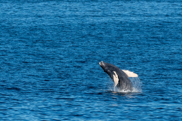 Fototapeta premium Humpback Whale (Megaptera novaeangliae) breaching off the coast of Baja California, Mexico.