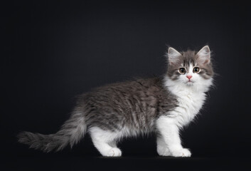 Fototapeta na wymiar Cute blue and white Siberian cat kitten, standing side ways. Looking towards camera. Isolated on black background with copy space.