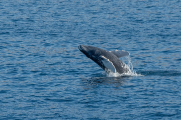 Fototapeta premium Humpback Whale (Megaptera novaeangliae) breaching off the coast of Baja California, Mexico.