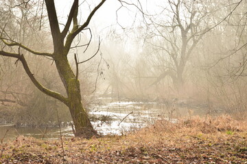 drzewo, rzeka, las, pochmurno, mgła
