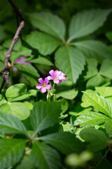 Naklejka premium Violet Flowers